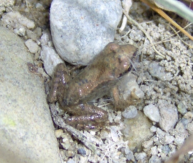 anfibio piccolissimo... Bufo bufo